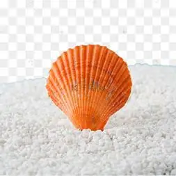 橘色贝壳