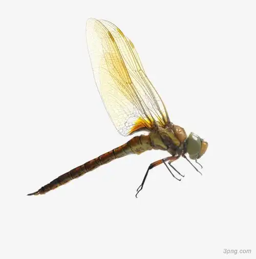 蜻蜓png素材透明免抠图片-动植人物