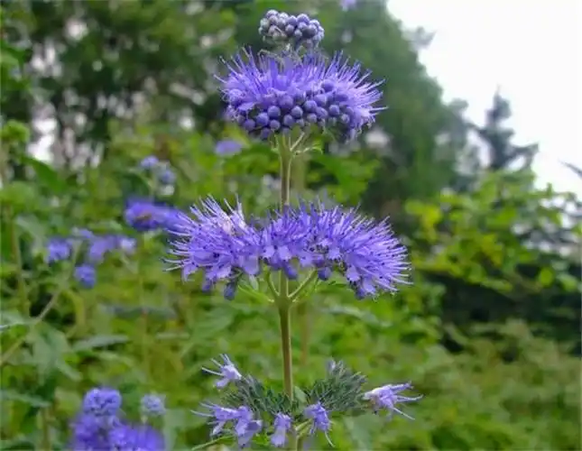 百花园785兰香草