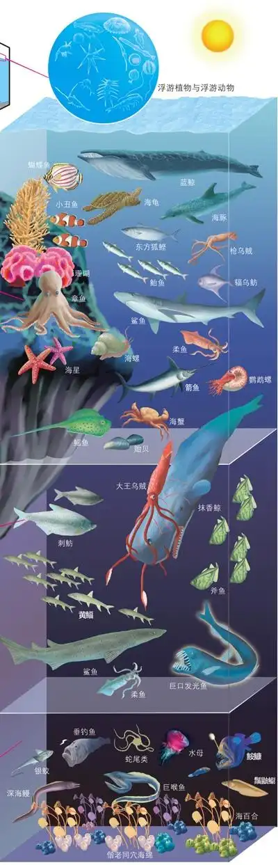 海洋生物----万思乐学v-learn小西妈双语工程1906期264号alan打卡70