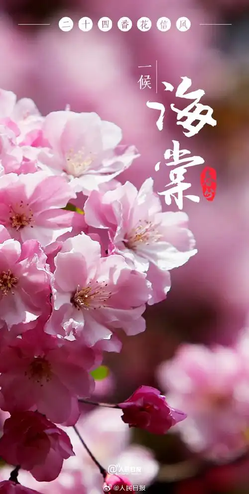 春分时节花信风壁纸##二十四番花信风里的中国式浪漫##花开种花家