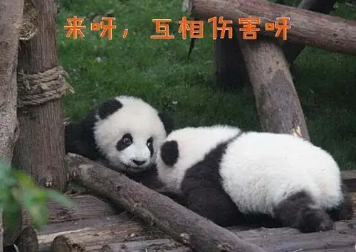 熊猫滚滚表情包,阅读一分钟,开心一整天,超值!