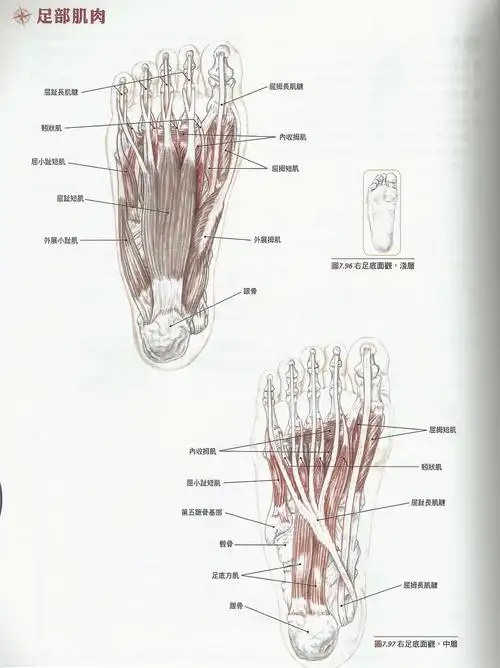 237补充足部肌肉