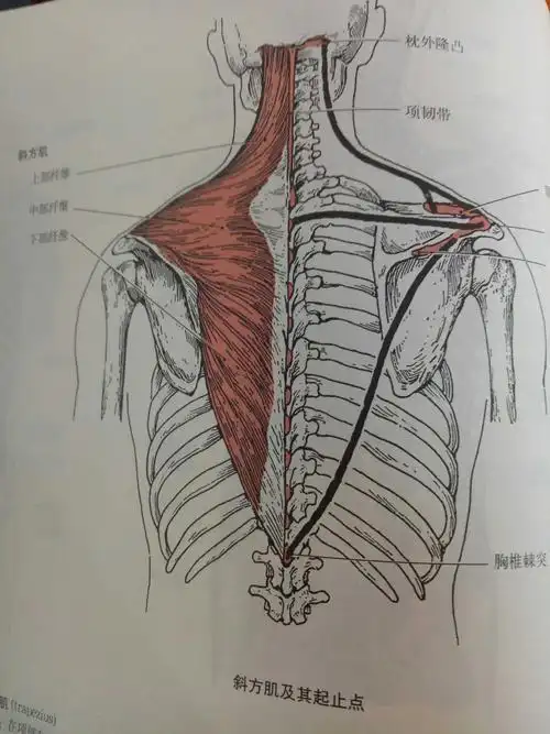 平时颈椎力量薄弱的人尽量少做绕环划圈练习,易引起错位,发生危险.