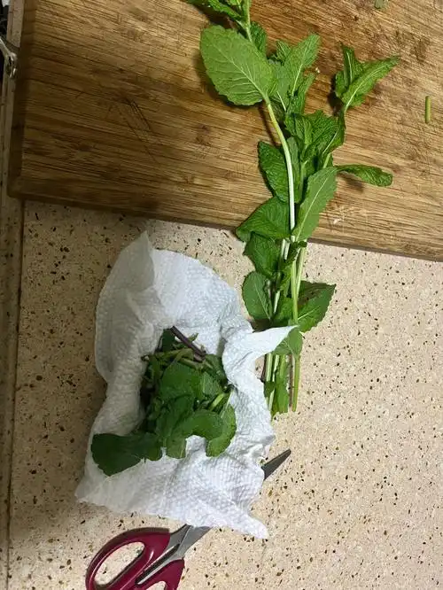 在蟑螂经常出没的地方都用洗面巾包上剪断的薄荷,试下能不能驱蟑螂