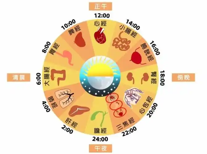 十二时辰养生法(十二时辰养生法出自哪里)