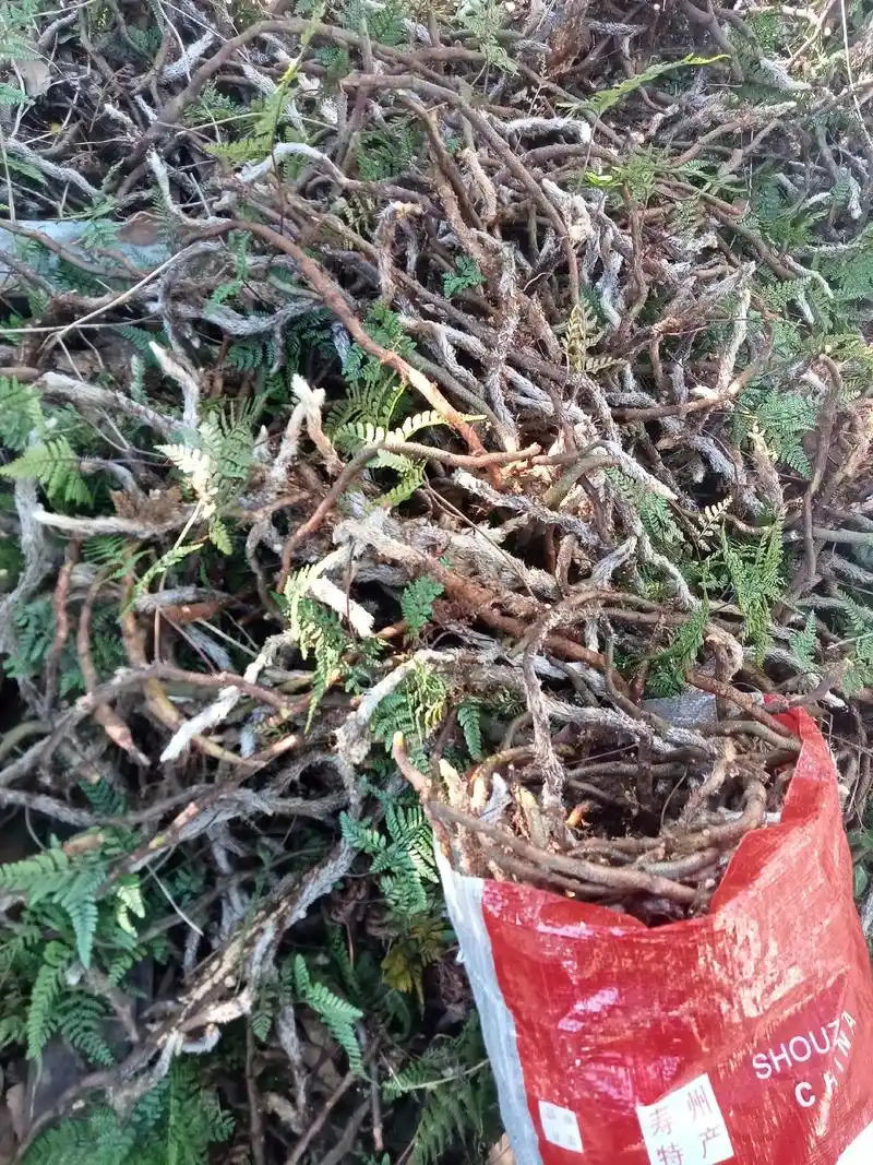 白毛蛇中草药,功效,治骨折,风湿,腰劳. - 抖音