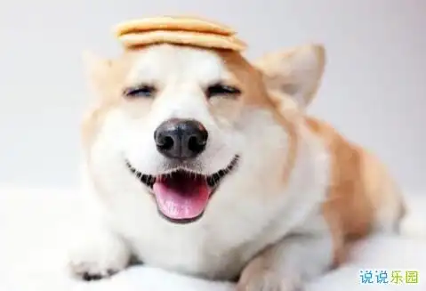 2020搞笑说说段子