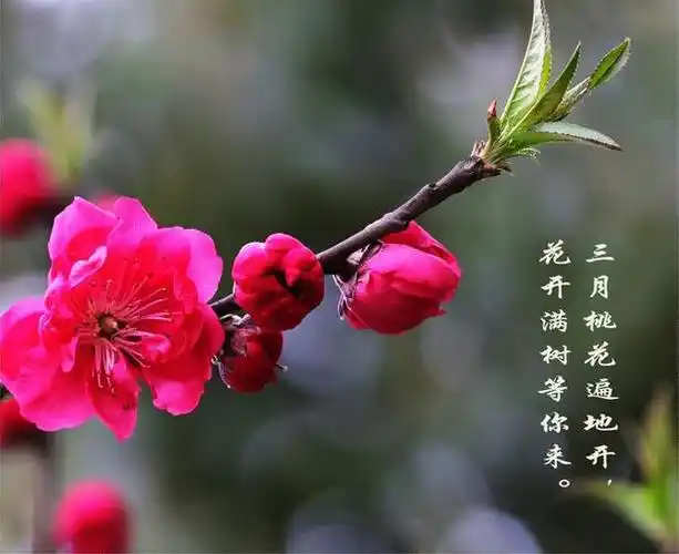 4月份桃花运,超旺的生肖有偏财进账