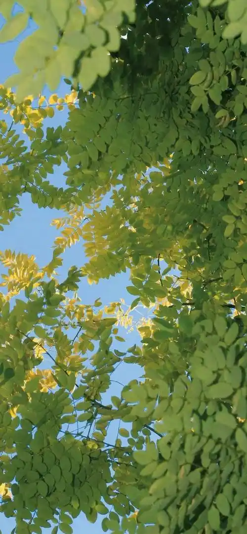 春天的第一张壁纸##送你一张新壁纸