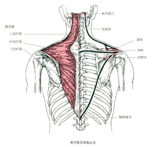 斜方肌的解剖