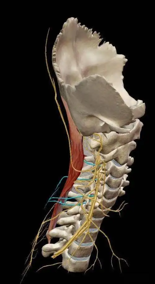 解剖学基础夹肌