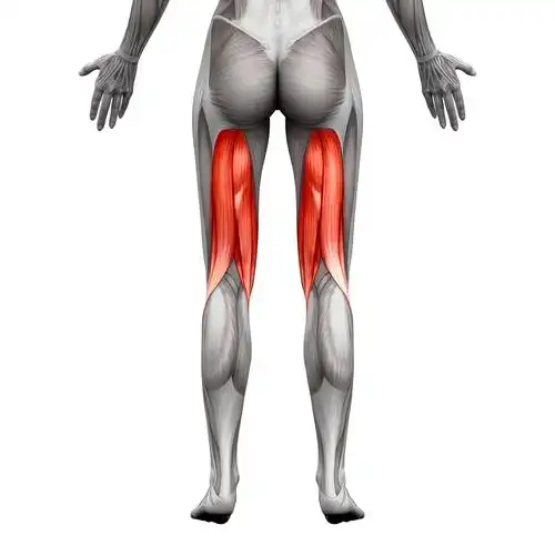 人体肌肉组织分布示意高清图片