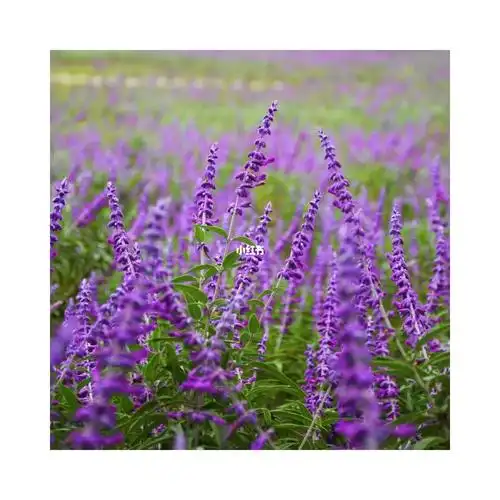 鼠尾草花语:善良可爱紫色:神秘,典雅.