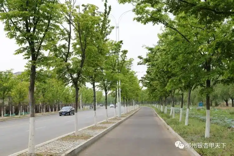 10公里银杏大道,30公里樱花大道,5公里楸树大道以及栾树大道,榉树大道