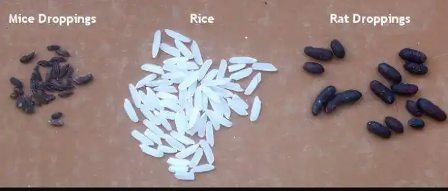 通过牙买加的蝙蝠粪便,科学家有什么新发现?