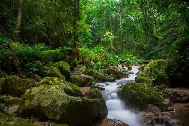 世界最美丽的森林风景(爱上大自然的一抹绿)(2)