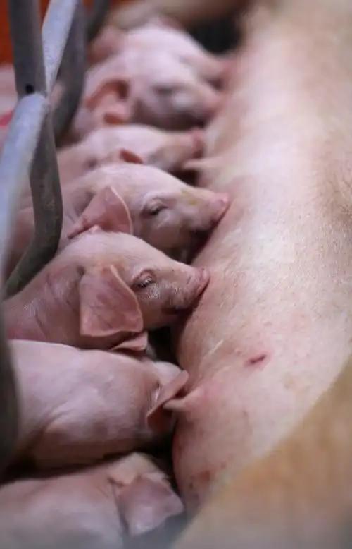 贵州玉屏:发展现代生猪养殖新模式