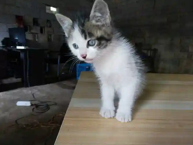 出售中华田园猫种猫幼猫土小猫橘猫猫猫花猫其它宠物