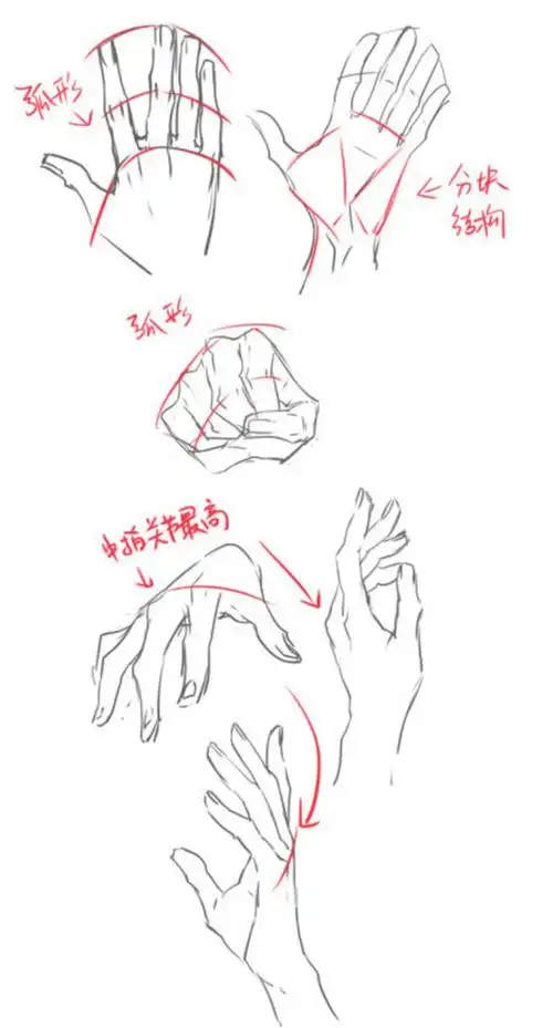 分享一波手的画法