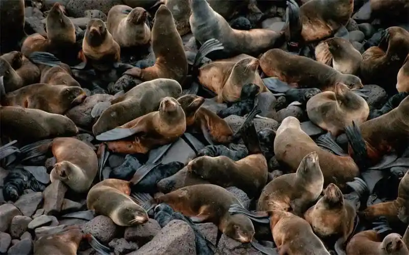 青岛海域出现海狗长胡须如同雷达洄游可关闭一半大脑小睡