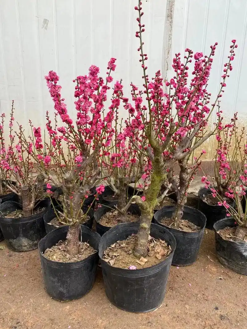 这颗红梅树苗真的太好养啦,不管是庭院地栽还是阳台盆 - 抖音