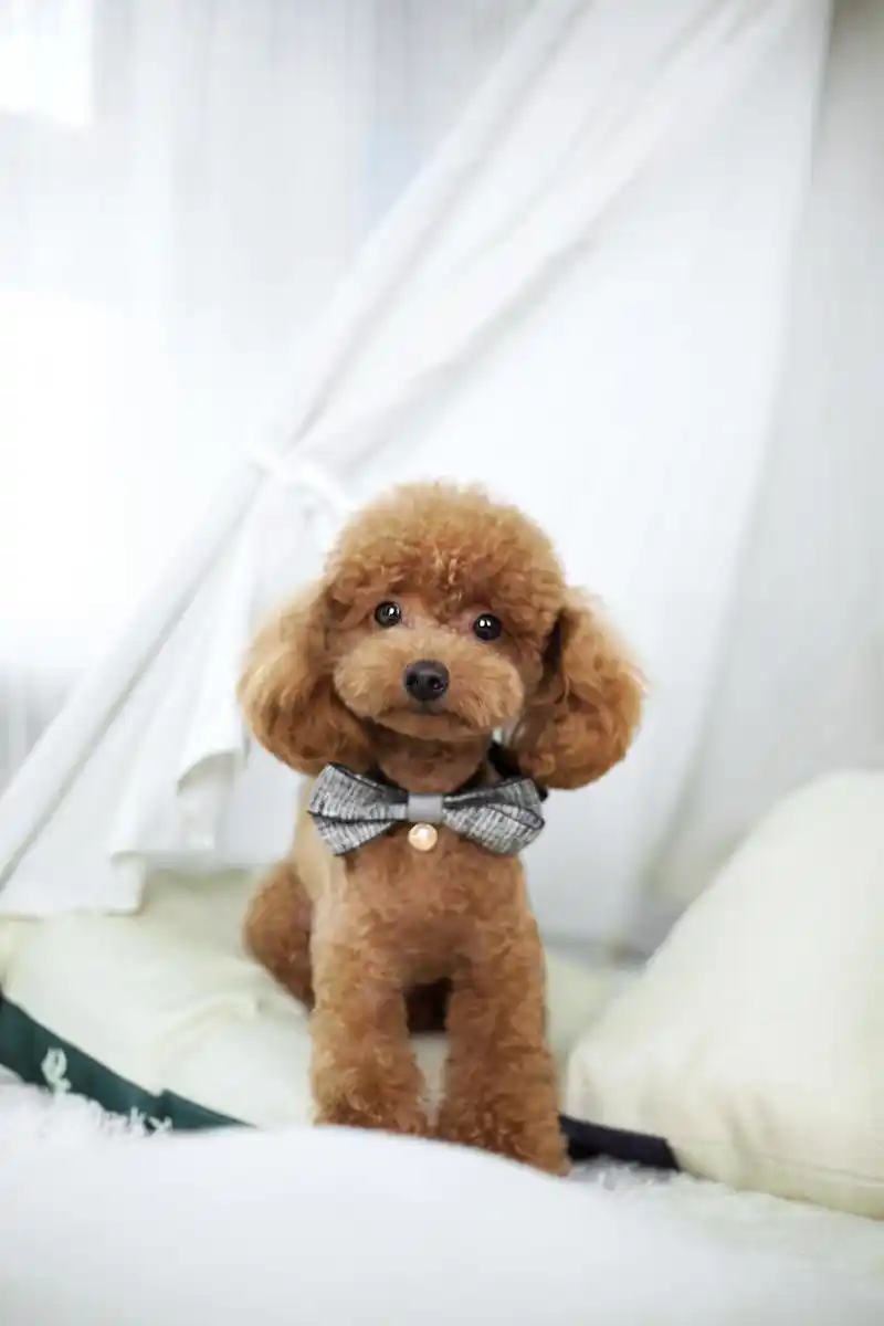 活泼可爱泰迪犬写真图集,绒绒卷毛萌翻你