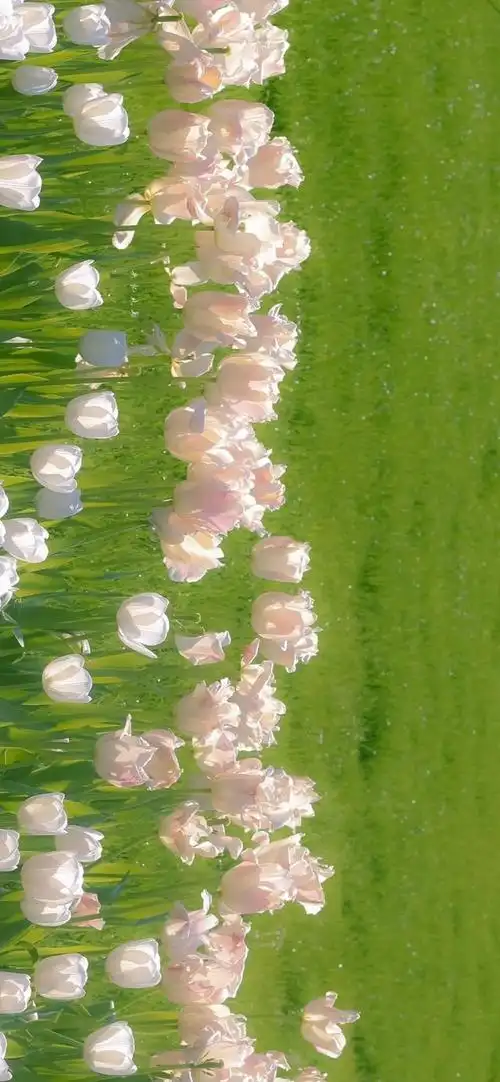 ""据说你在路上随随便便遇到的一个陌生人,全面屏壁纸在你累的时候撑