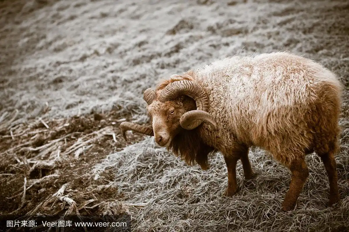 有角的大公羊在冬霜草上