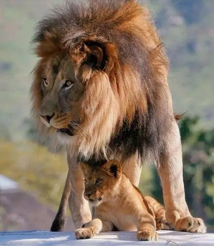 雄狮慈爱一刻_狮子吧_百度贴吧