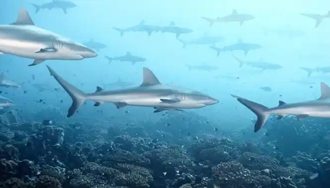 鲨鱼是卵生还是哺乳动物 第2张