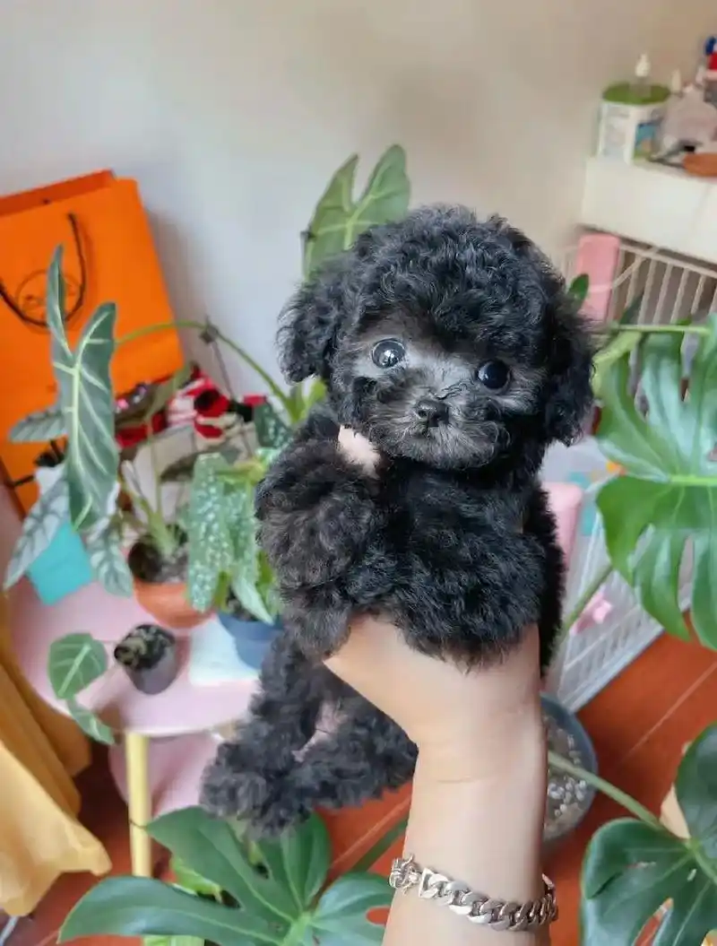 可爱萌宠灰泰迪幼犬茶杯犬长不大