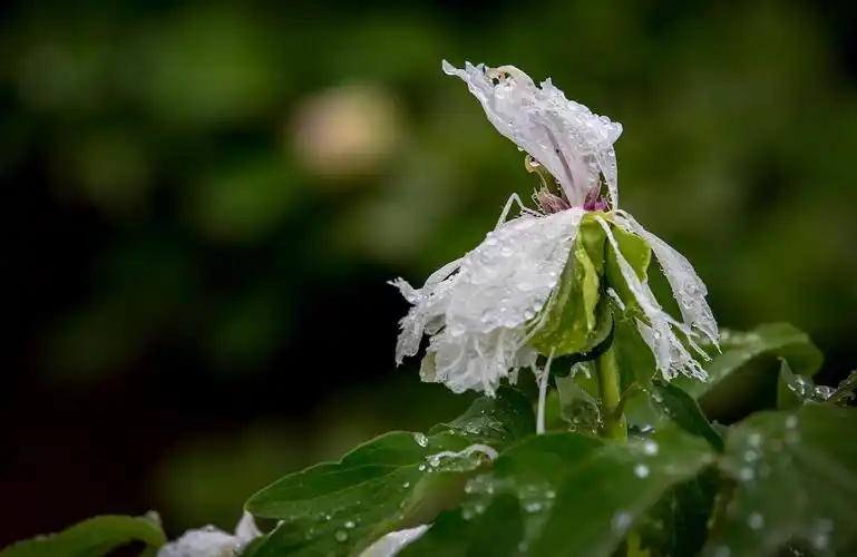 雨中落花美