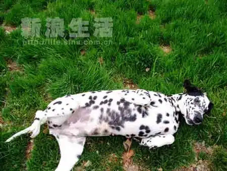 淑女装的好累啊!挺个大肚子打个盹!