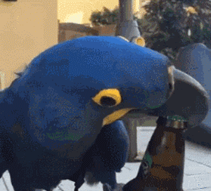 真逗gif厉害了gif萌宠gif笑死人gif搞笑gif