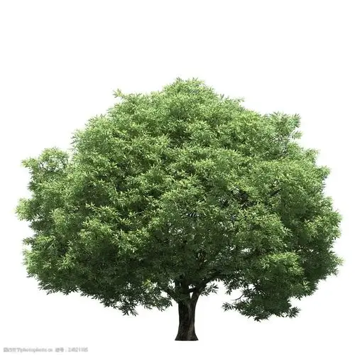 园林景观树木281图片