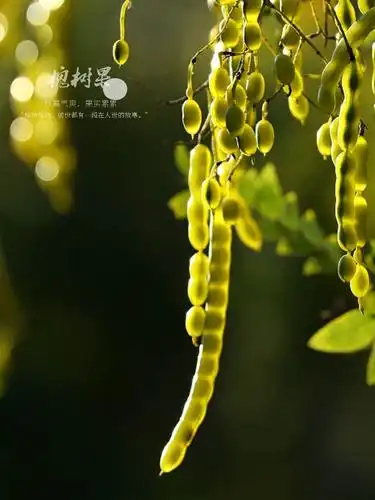 晶莹剔透的槐树果