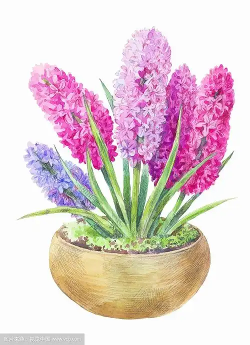 水彩风信子在壶手绘画