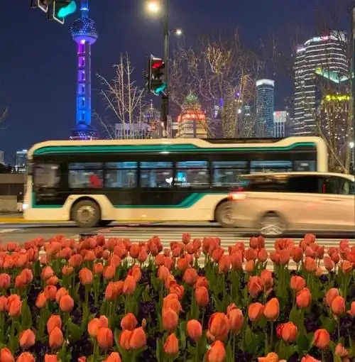 郁金香系列朋友圈背景图_高清图集_新浪网