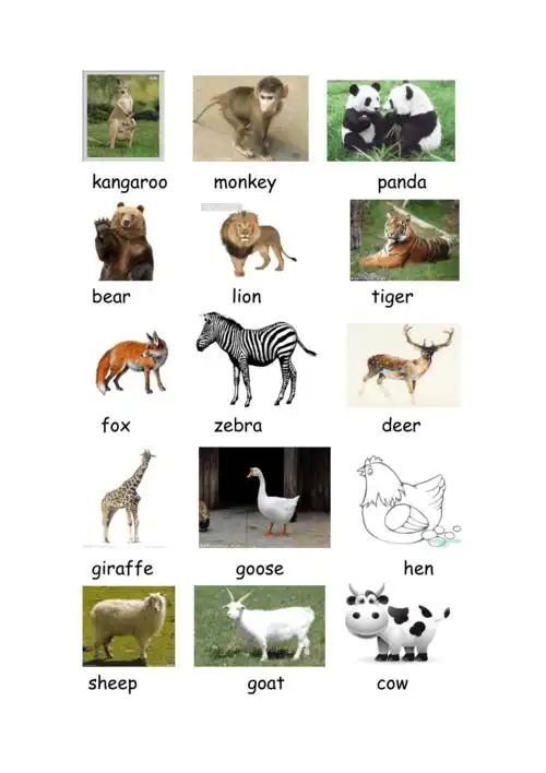 动物英语单词怎么写的( 动物英语单词怎么写的怎么读? )