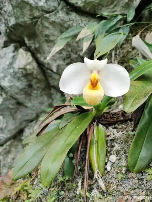 带你领略大自然的魅力之白花兜兰