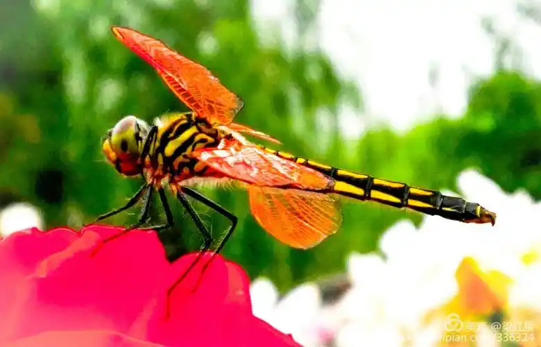 月季花上的红蜻蜓(手机拍摄)