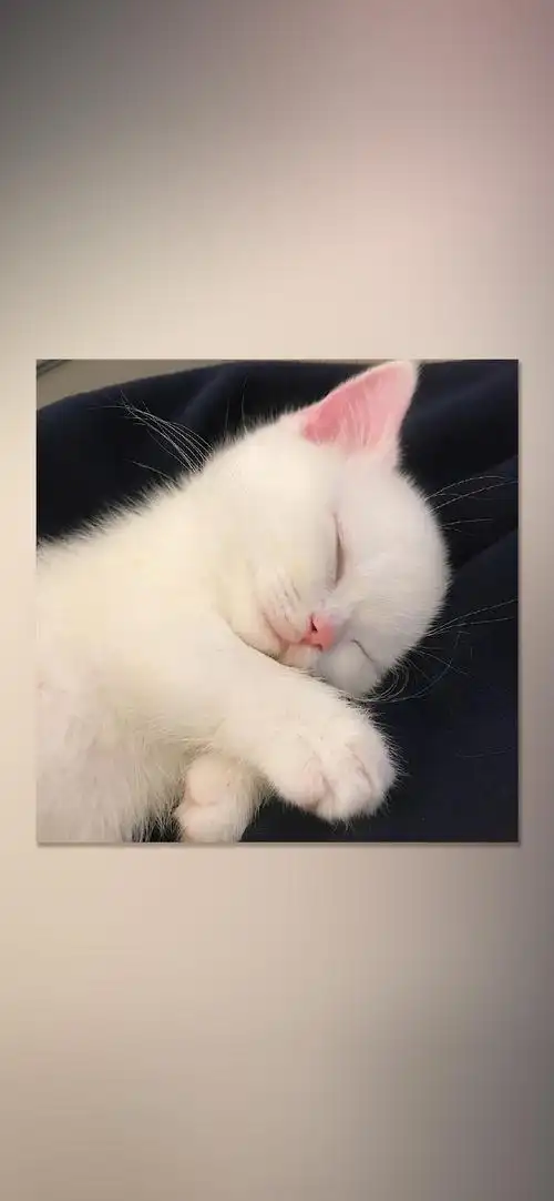 萌系可爱猫咪摄影高清手机壁纸