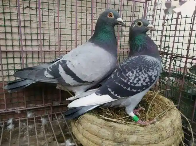 白条鸽的选择办法分析