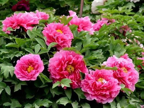 娇艳迷人的牡丹花图片 - 第3张