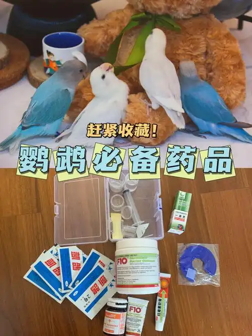 鹦鹉生病了怎么办?这些药物家中常备!