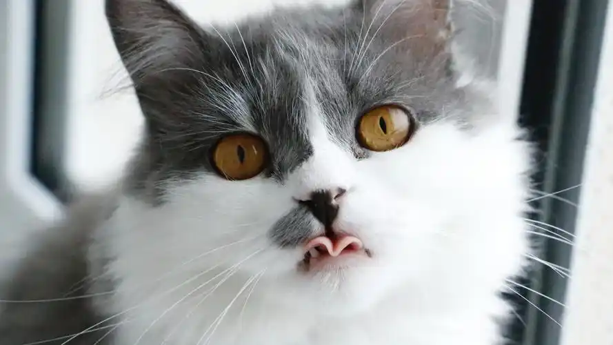 安装元气桌面,海量壁纸一键设置尺寸:2560x1440体积:0.