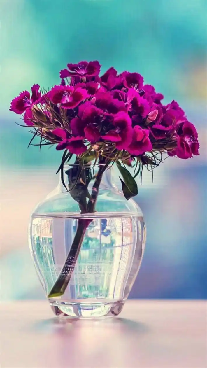 小清新唯美植物图片wp壁纸下载