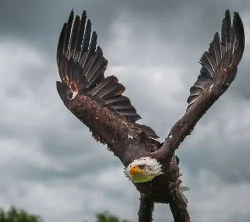 鹰的重生(百看不厌)_老鹰