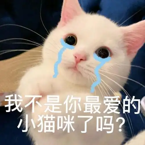 45个聊天小猫咪表情包,这么可爱全都要